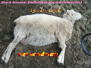 المرض الاسود.Black disease-(Infectious necrotic hepatitis)