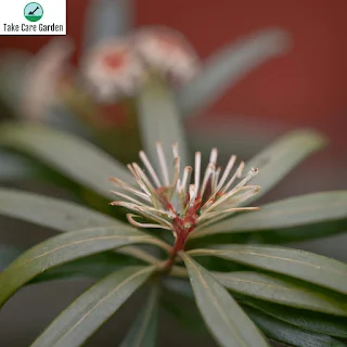 Roda-de-fogo Stenocarpus sinuatus: Characteristics and Care Tips