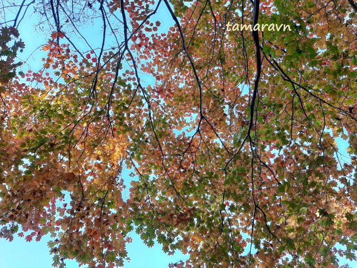 Клён ложнозибольдов (Acer pseudosieboldianum)