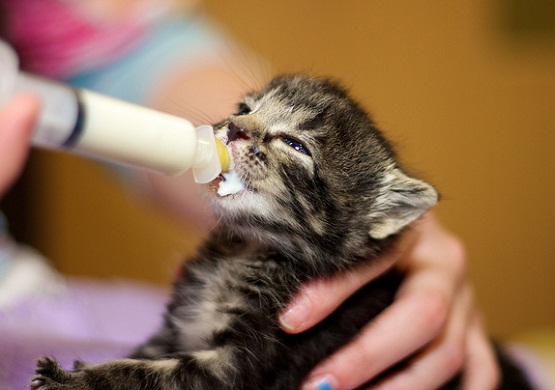 Cara Menjaga Anak Kucing  Baru Lahir