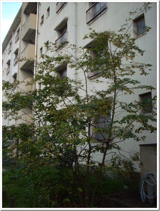 20111112_155844
