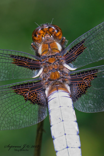 Laposhasú acsa (Libellula depressa)