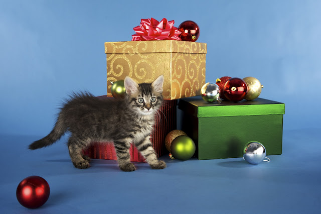 kitten with presents and christmas decorations