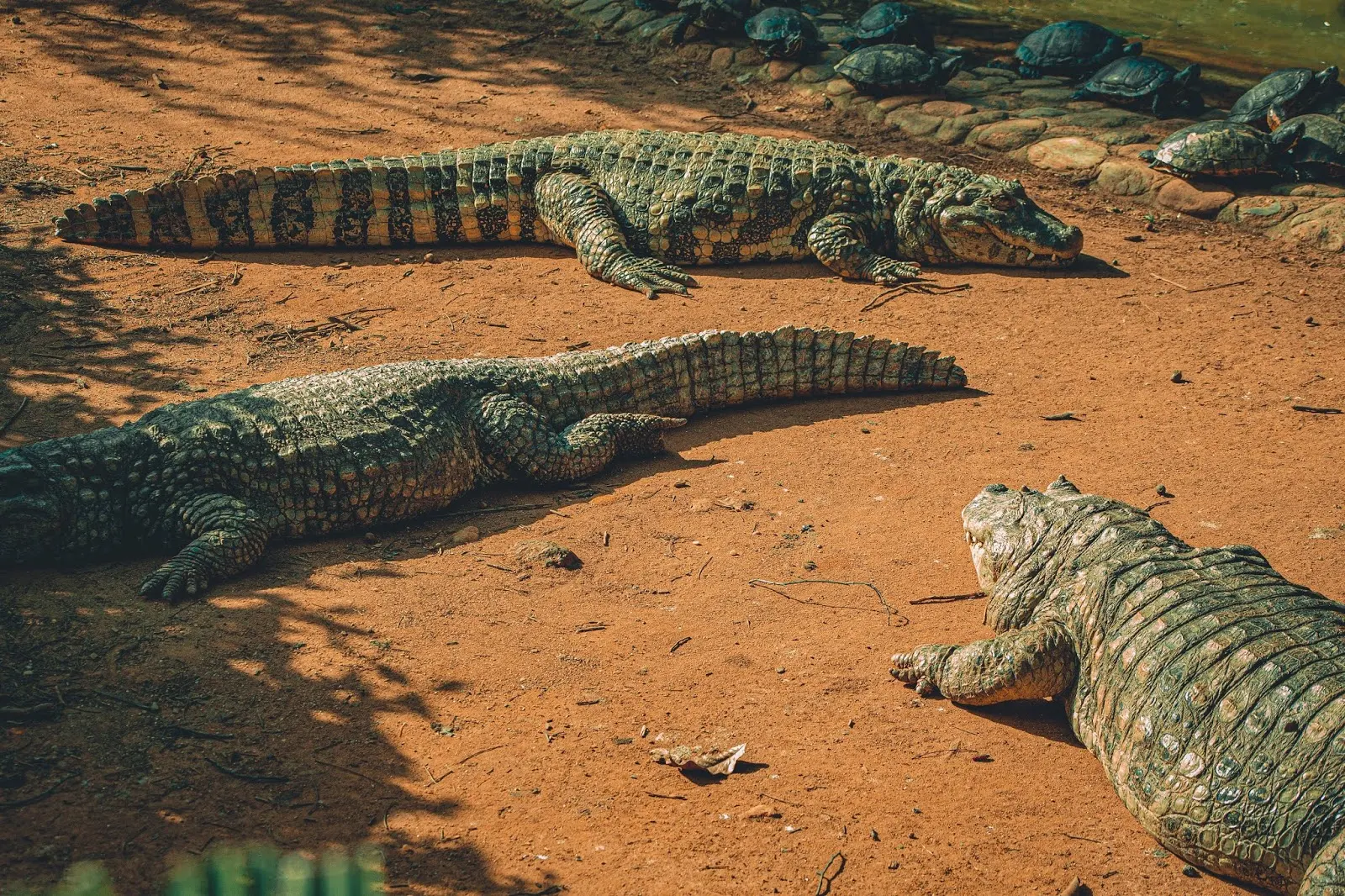 Kubanische Baby Krokodile klingen wie Laserguns aus Arcades.