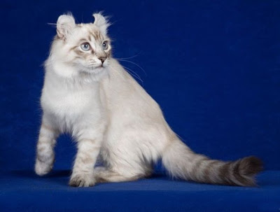 american curl cat