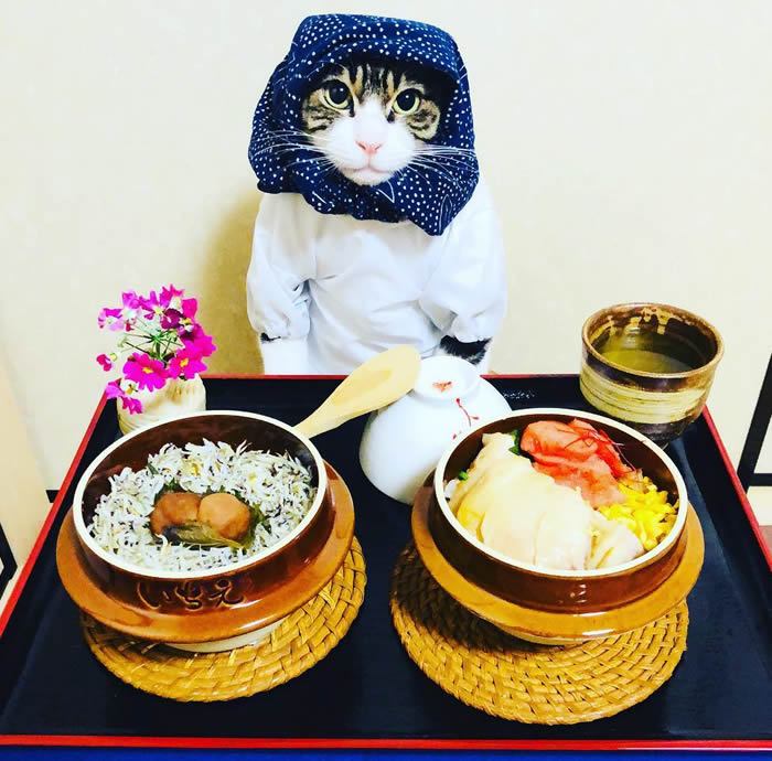 El gato que te cautivará con sus trajes - shiretoko