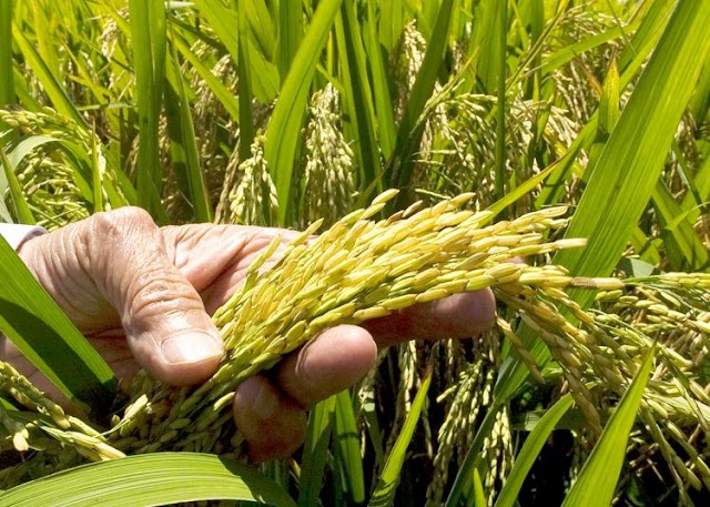 República Dominicana: autosuficiente en el cultivo de arroz, pero con baja productividad