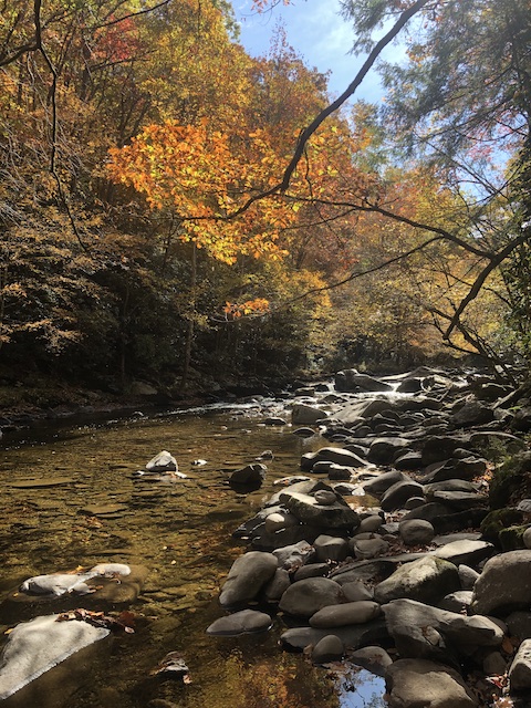 Lingering color on Little River in the Great Smoky Mountains