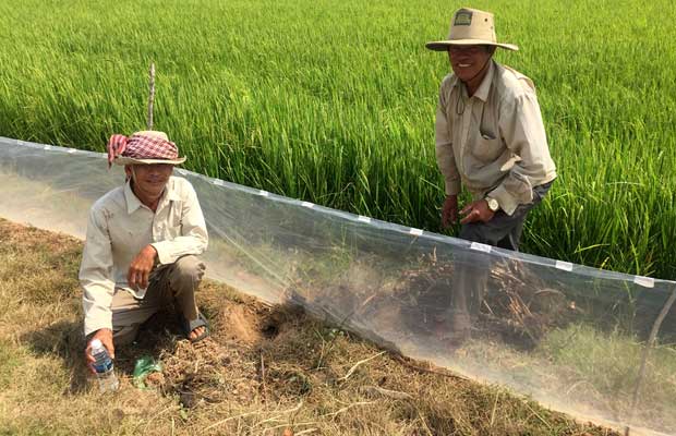 pagar pengendalian tikus sawah