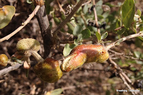 gall on Atriplex lentiformis Breweri