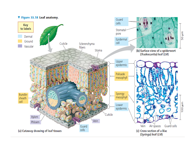Leaf Anatomy