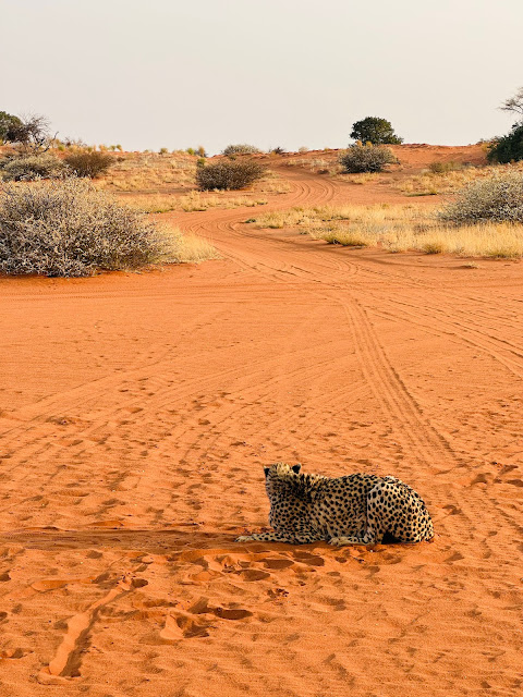 Pustynia Kalahari - Gepard