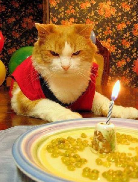 birthday cat pictures