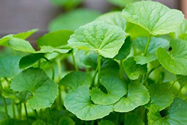 Health and Benefits of Indian Pennywort