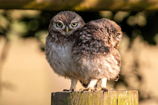 Little Owl DFBridgeman