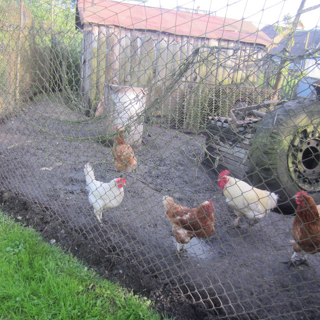 Chicken farming Lithuania