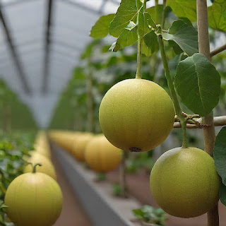 Integrating Organic Production Principles in Modern Melon Cultivation