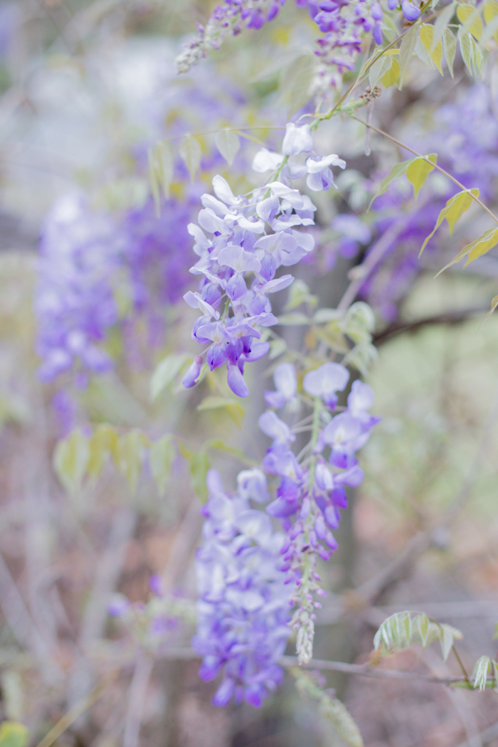 wisteria flower