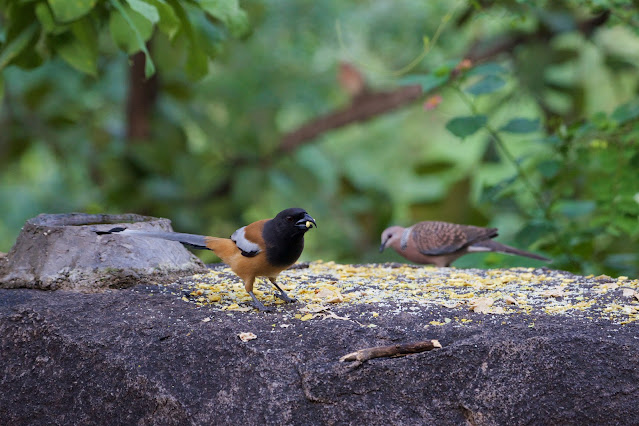 Indian Treepie (महालत) - Dendrocitta vagabunda  October 2023 Devtal, Jabalpur, MP, India