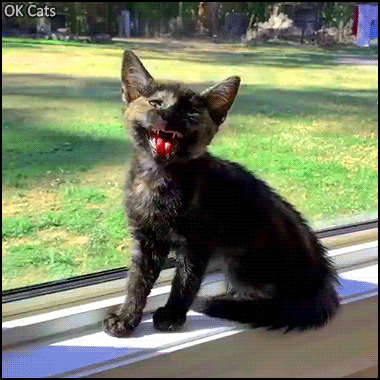 Cute Kitten GIF • Hungry kitten meowing HARD. Sometimes you’ve just got to shout it out [ok-cats.com]