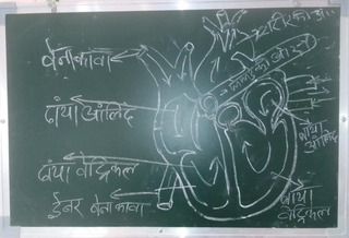 ह्रदय या दिल की संरचना व उनके कार्य भाग की वर्णन.