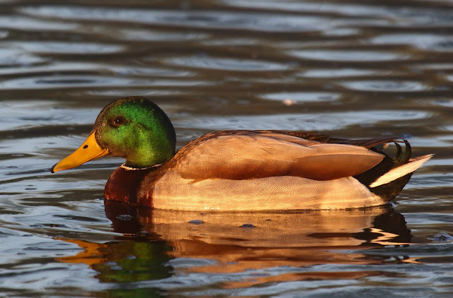 Mallard