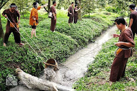 http://tuoitrenews.vn/lifestyle/26079/draining-ditches-for-fish-a-highlight-in-mekong-delta-tours