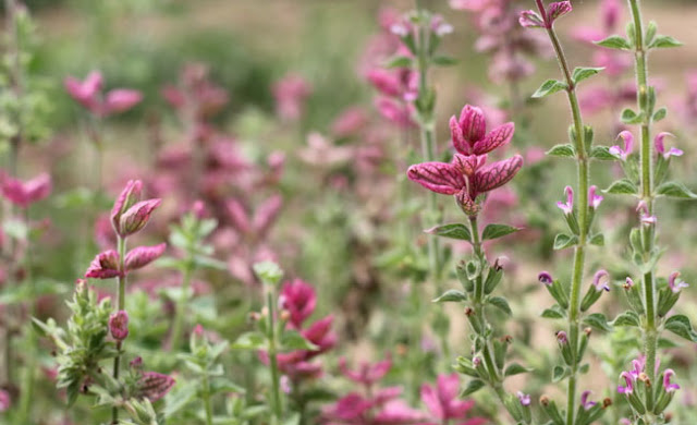 Annual Clary Sage