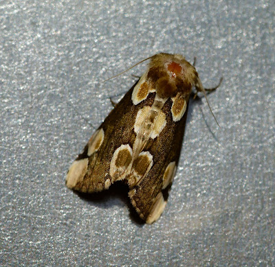 Peach Blossom (Thyatira batis)