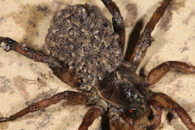 Wolf Spider with babies.