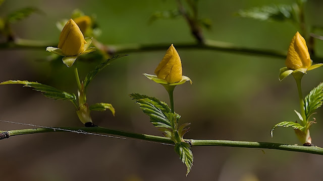 new flowers