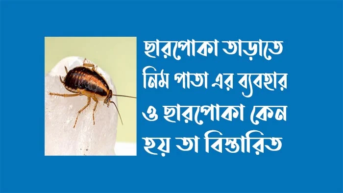 ছারপোকা তাড়াতে নিম পাতা এর ব্যবহার - ছারপোকা কেন হয়