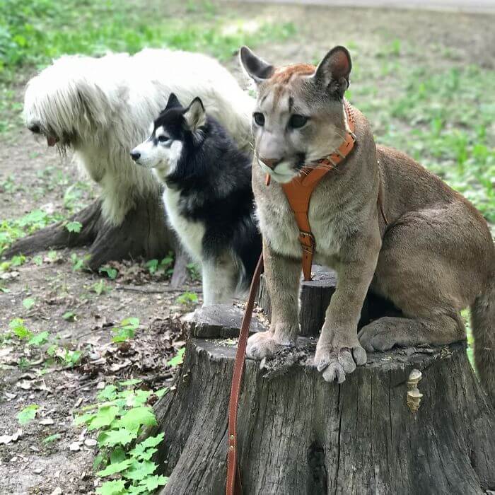 Meet Messi, The Rescued Puma That Lives As A Spoiled House Cat In Russia