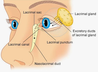 Eye itchy Structure