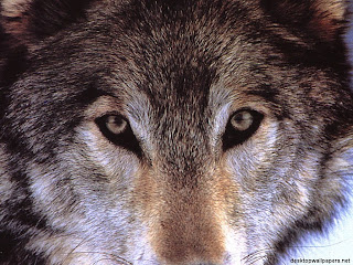 wolves 1024x768