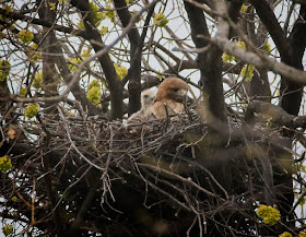 Red-tailed hawk Amelia and her chick in Tompkins Square