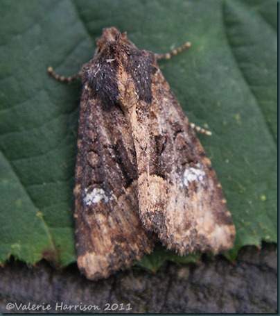 common lesser common rustic