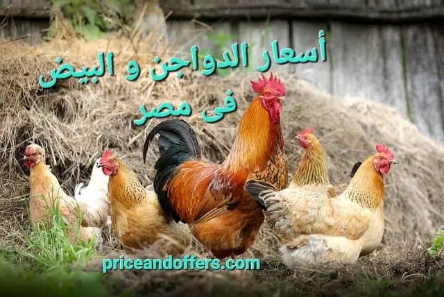 أسعار الدواجن و الطيور والبيض في مصر يونيو 2023