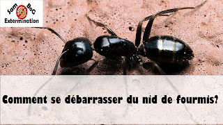  Nid de fourmis