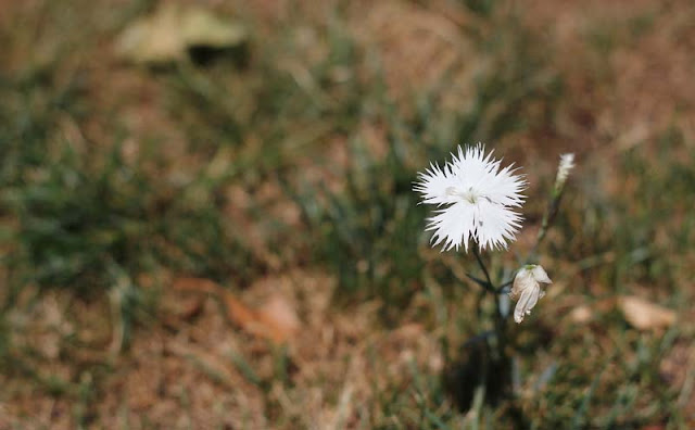 Dianthus Plumarius Flowers Pictures