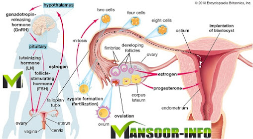 An Overview of the Female Ovaries