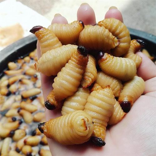 Món ăn sống con Đuông Dừa trông nó như một con sau bọ, bạn đã giám thử chưa?