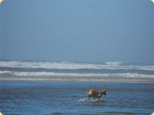 Ocean Shores-Pacific Ocean 137