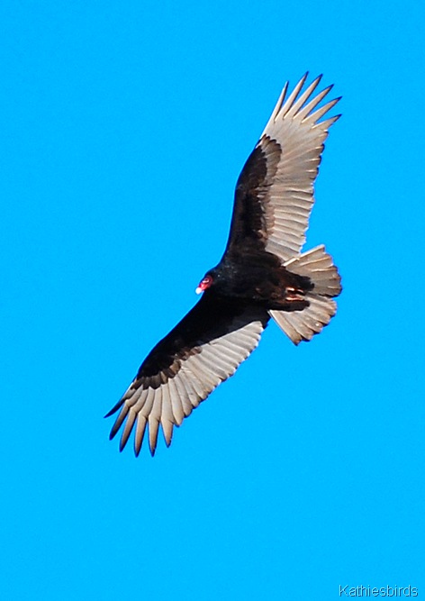 12. t vulture-kab