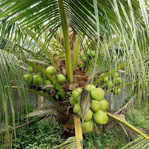 Bibit Kelapa Pandan Wangi