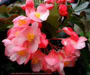 Flowers Pictures: Angel Wing Begonia Flower Pictures (angel wing begonia flower )