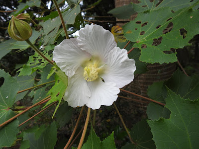 山芙蓉的花