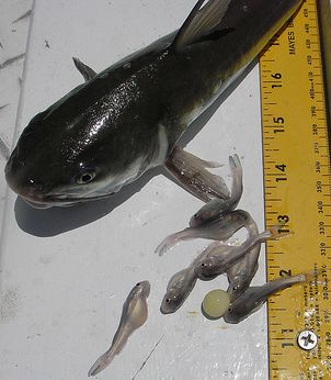 Small Species Study Hard Head Catfish 13