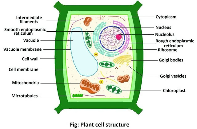 fungsi badan golgi pada sel tumbuhan