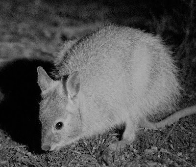 Rufous hare-wallaby (Lagorchestes hirsutus)